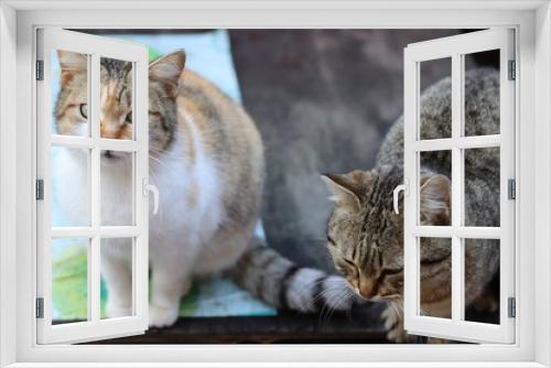 Fototapeta Naklejka Na Ścianę Okno 3D - cat on the window