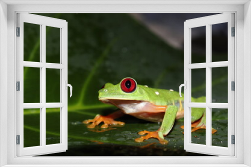 Fototapeta Naklejka Na Ścianę Okno 3D - Red-eyed frog