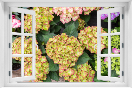 Fototapeta Naklejka Na Ścianę Okno 3D - Colored flowers hydrangea，Hydrangea macrophylla，Forever Summer，Endless Summer