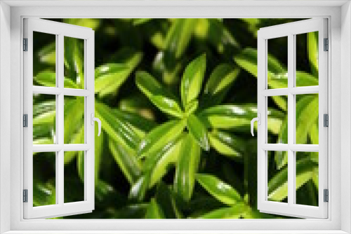 Fototapeta Naklejka Na Ścianę Okno 3D - green plants
