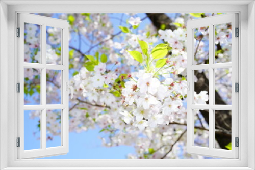 Fototapeta Naklejka Na Ścianę Okno 3D - 青空に向かって咲く桜の花