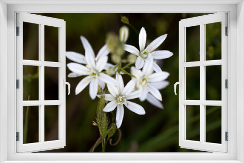 Fototapeta Naklejka Na Ścianę Okno 3D - lilium flower close up natural