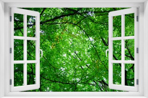 Fototapeta Naklejka Na Ścianę Okno 3D - Crown of trees in forest, bottom view. Branches with fresh green leaves, spring outdoor background