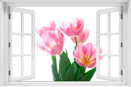 Fototapeta Naklejka Na Ścianę Okno 3D - Beautiful pink tulip flowers over white, soft focus. Spring blooming background