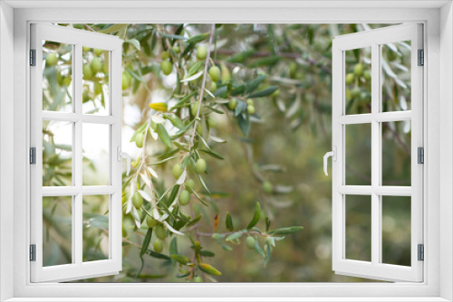 Fototapeta Naklejka Na Ścianę Okno 3D - Olive trees growing in Sicilian garden. Branches with ripe fruits, Mediterranean olive grove