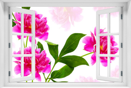 Fototapeta Naklejka Na Ścianę Okno 3D - Colorful bright flower peony. nature
