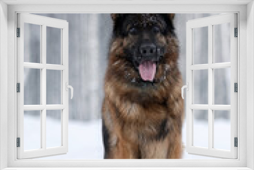 Fototapeta Naklejka Na Ścianę Okno 3D - shepherd dog in nature in winter
