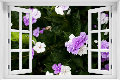 Fototapeta Naklejka Na Ścianę Okno 3D - impatiens walleriana, Violet flowers for phrases or backgrounds