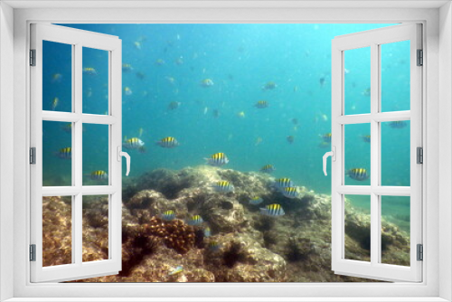 Fototapeta Naklejka Na Ścianę Okno 3D - Costa Rica Pacific Sea life