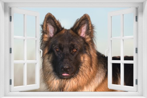 Fototapeta Naklejka Na Ścianę Okno 3D - Deutscher Schäferhund 85