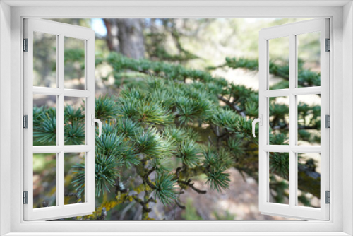 Fototapeta Naklejka Na Ścianę Okno 3D - Closeup photo of green needle pine tree.  Forrest of green pine trees. Green pine branches