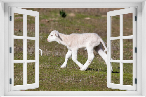 Fototapeta Naklejka Na Ścianę Okno 3D - Cute lamb in the countryside