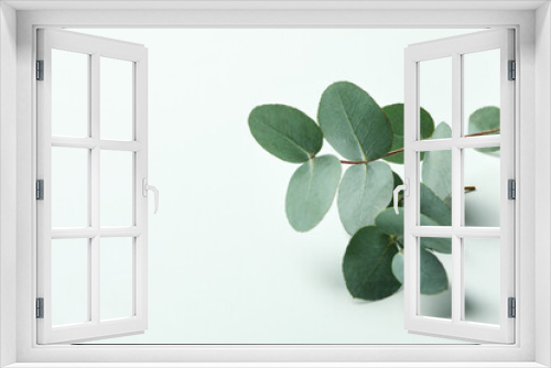 Fototapeta Naklejka Na Ścianę Okno 3D - Beautiful eucalyptus plant twigs on white background