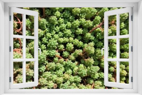 Fototapeta Naklejka Na Ścianę Okno 3D - Sedum Diffusum Stonecrop succulent close up