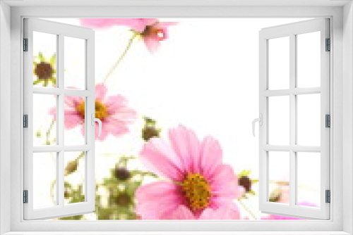 Fototapeta Naklejka Na Ścianę Okno 3D - autumn flowers, pink cosmos on white background
