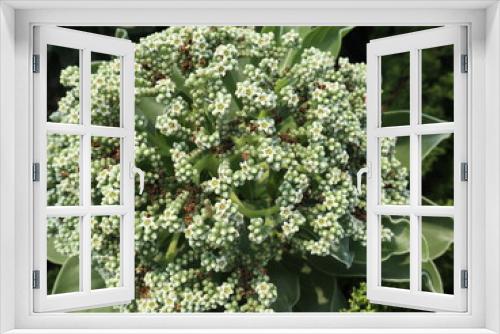 Fototapeta Naklejka Na Ścianę Okno 3D - white and tiny flowers is blooming in summer design for elegant bouquet concept