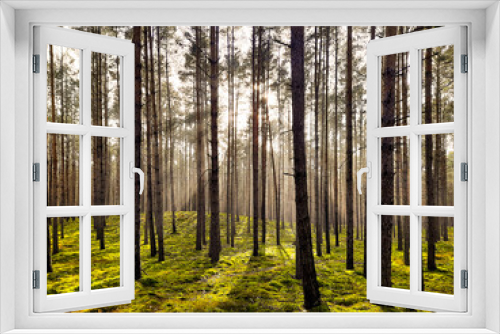 Fototapeta Naklejka Na Ścianę Okno 3D - Wiosenny, mglisty poranek w sosnowym lesie.