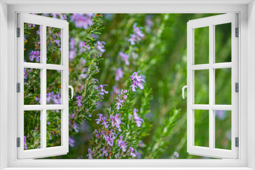 Fototapeta Naklejka Na Ścianę Okno 3D - Green Rosemary Herb in Organic Garden
