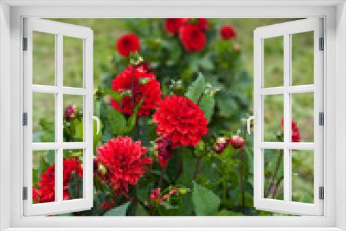 Fototapeta Naklejka Na Ścianę Okno 3D - Red Dahlia Flower in Garden