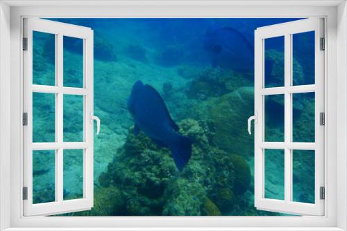 Fototapeta Naklejka Na Ścianę Okno 3D - scuba diver and coral reef