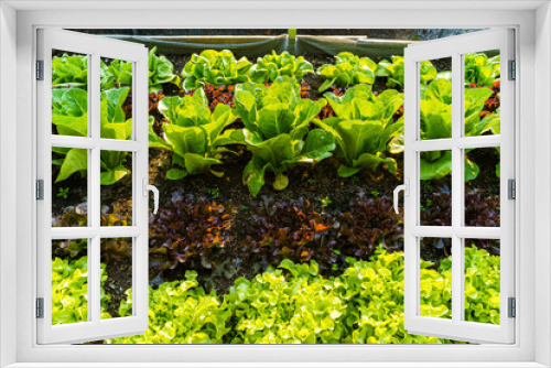 Fototapeta Naklejka Na Ścianę Okno 3D - Beautiful organic Mini Cos,green and red oak lettuce or Salad vegetable garden on the soil growing,Harvesting Agricultural Farming.