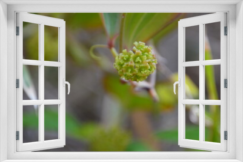 Fototapeta Naklejka Na Ścianę Okno 3D - 林の中の草木と花