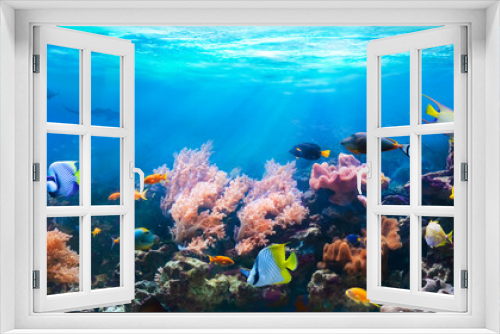 Fototapeta Naklejka Na Ścianę Okno 3D - Animals of the underwater sea world. Corals and tropical fish in coastal waters. Life in a coral reef. Ecosystem. 