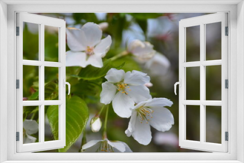 Fototapeta Naklejka Na Ścianę Okno 3D - 桜の花