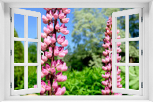 Fototapeta Naklejka Na Ścianę Okno 3D - large, tall spikes of pink lupines blossoming in a garden