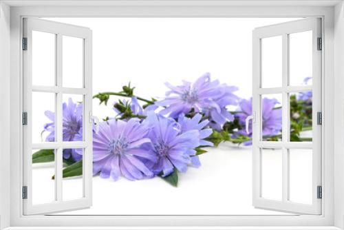 Fototapeta Naklejka Na Ścianę Okno 3D - Blue chicory flowers lie.