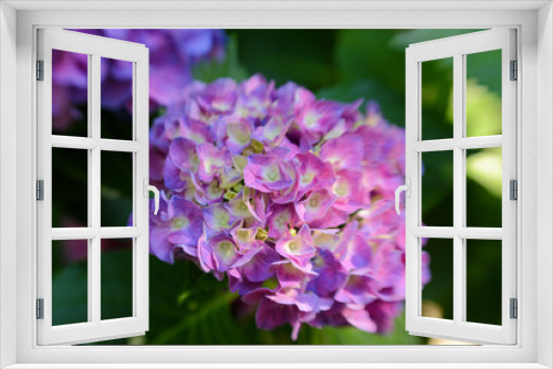 Fototapeta Naklejka Na Ścianę Okno 3D - Spring Blooms