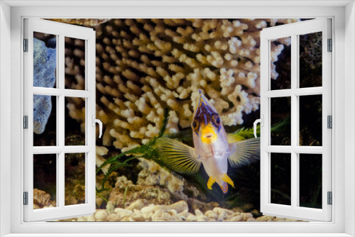 Fototapeta Naklejka Na Ścianę Okno 3D - Royal angelfish