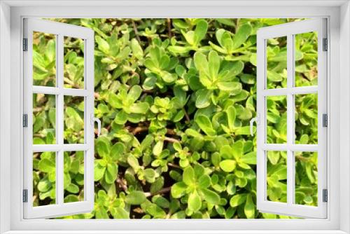 Fototapeta Naklejka Na Ścianę Okno 3D - purslane green leaves background