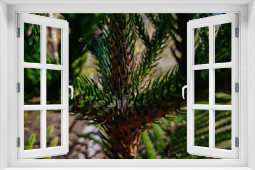 Fototapeta Naklejka Na Ścianę Okno 3D - Picea orientalis, commonly known as the Oriental spruce or Caucasian spruce, is a species of spruce native to the Caucasus and adjacent northeast Turkey.
