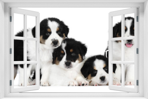 Fototapeta Naklejka Na Ścianę Okno 3D - Australian Shepherd dogs, in front of white background