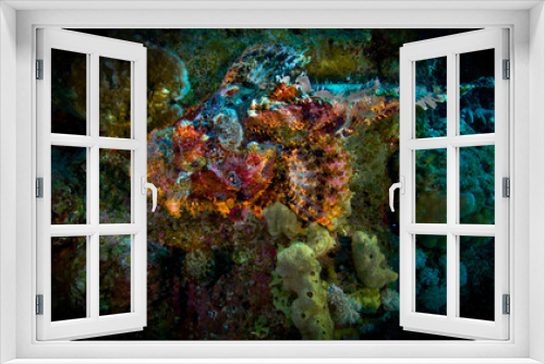 Fototapeta Naklejka Na Ścianę Okno 3D - Scorpion fish lies on the reef of the Red Sea