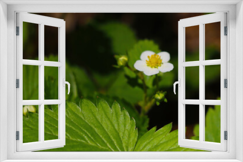 Fototapeta Naklejka Na Ścianę Okno 3D - Blooming young strawberry in the spring forest.