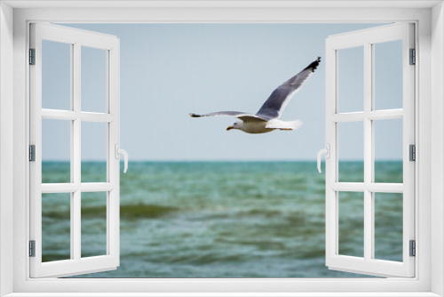 Fototapeta Naklejka Na Ścianę Okno 3D - Gabbiano in volo