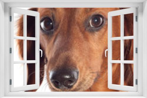 Fototapeta Naklejka Na Ścianę Okno 3D - dachshund