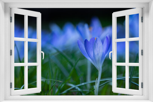 Fototapeta Naklejka Na Ścianę Okno 3D - niebieskie krokusy