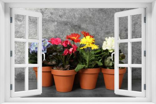 Fototapeta Naklejka Na Ścianę Okno 3D - Different beautiful blooming plants in flower pots on grey table