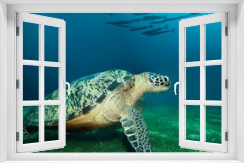 Fototapeta Naklejka Na Ścianę Okno 3D - Huge sea turtle on the seaweed bottom