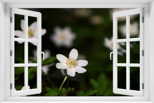 Fototapeta Naklejka Na Ścianę Okno 3D -  Anémones des bois .