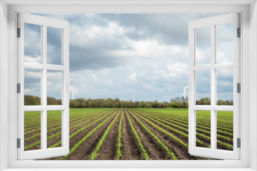 Fototapeta Naklejka Na Ścianę Okno 3D - Planted crops as clouds move in