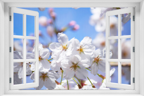 Fototapeta Naklejka Na Ścianę Okno 3D - 青空に咲く美しい桜（ソメイヨシノ）