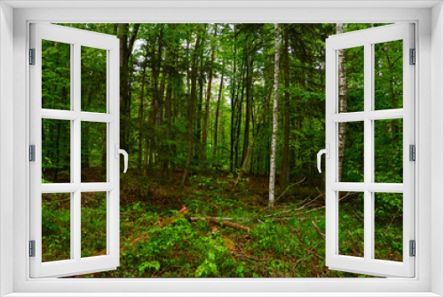Fototapeta Naklejka Na Ścianę Okno 3D - Bäume im Wald 