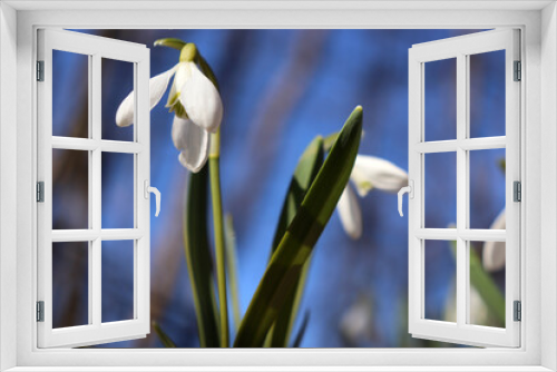 Fototapeta Naklejka Na Ścianę Okno 3D - Close-up of snowdrop against bright blue sky. Early spring flowers in the forest. Natural holiday floral background