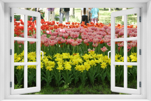 Fototapeta Naklejka Na Ścianę Okno 3D - tulips