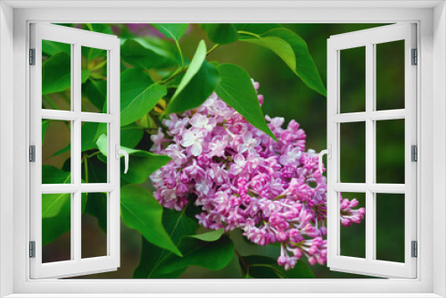 Fototapeta Naklejka Na Ścianę Okno 3D - Branch of blossoming lilac