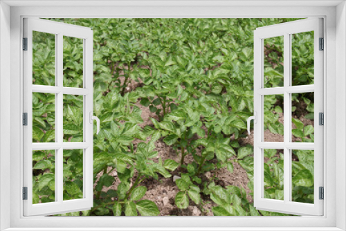 Fototapeta Naklejka Na Ścianę Okno 3D - Pommes de terre